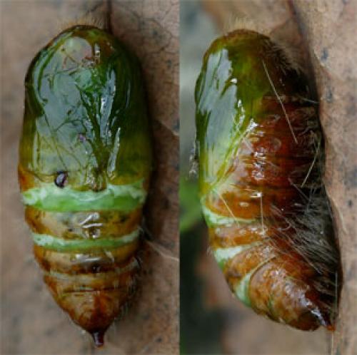 Réf. 39 005 : Calliteara pudibunda