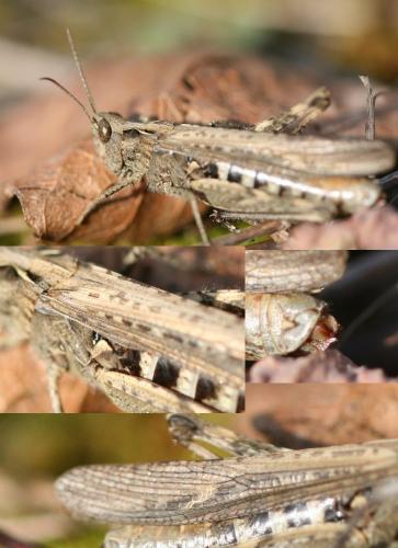 Chorthippus sp.