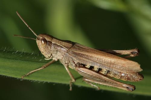 Réf. 39 227 : Pseudochorthippus parallelus