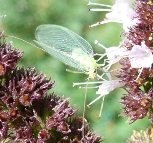 Chrysoperla sp.