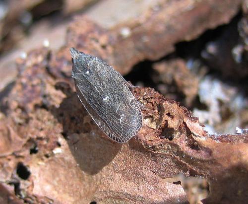 Réf. 39 861 : Cixidia sp.