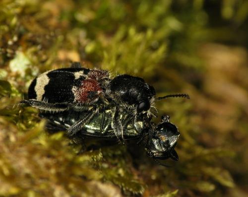 Clerus mutillarius