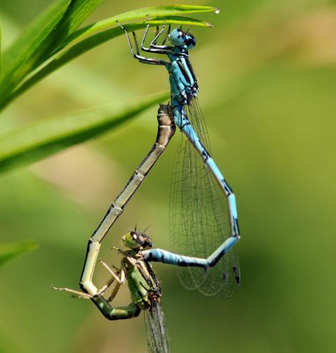 Réf. 39 394 : Coenagrion mercuriale