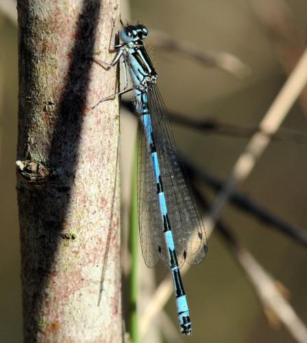 Coenagrion mercuriale