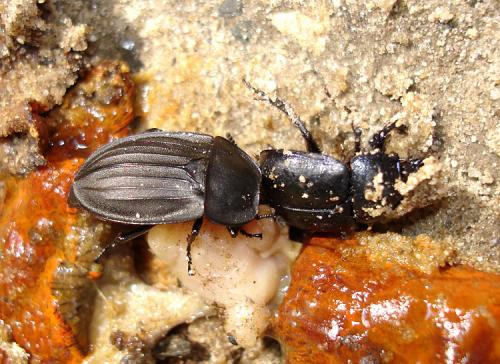 Silpha sp.