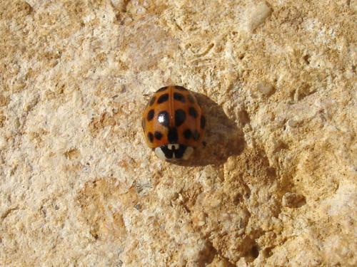 Harmonia axyridis