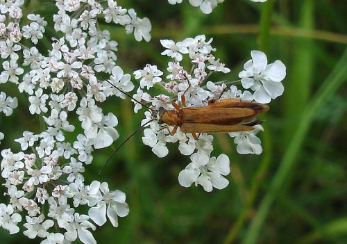 Oedemera podagrariae