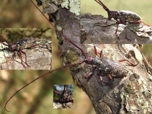 Réf. 39 540 : Monochamus galloprovincialis