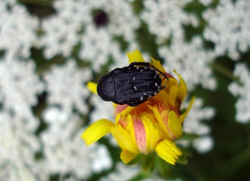 Oxythyrea funesta
