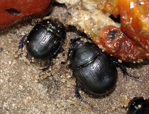 Anoplotrupes stercorosus