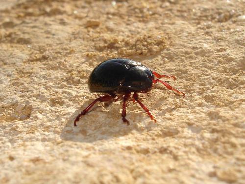 Chrysolina bankii