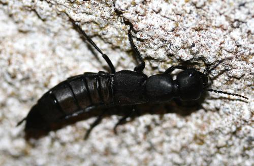 Réf. 39 845 : Ocypus olens