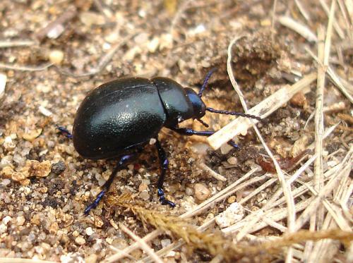 Timarcha goettingensis