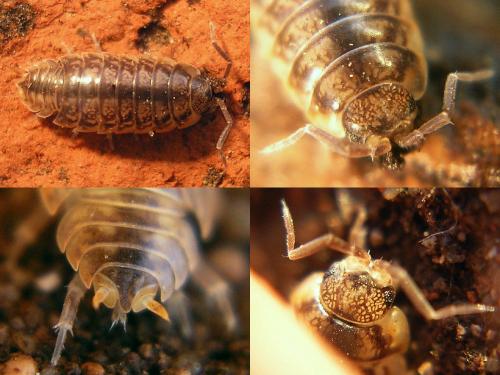 Réf. 39 292 : Porcellio gallicus