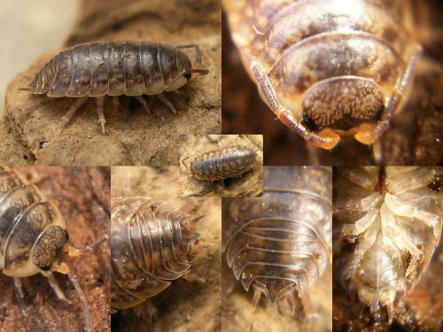Réf. 39 291 : Porcellio gallicus