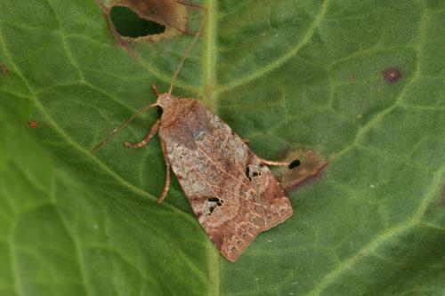 Conistra gallica