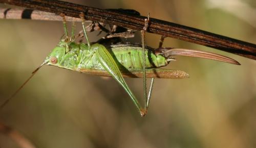 Réf. 39 536 : Conocephalus fuscus
