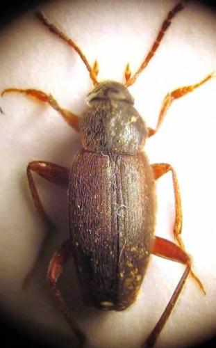 Réf. 39 995 : Choleva angustata