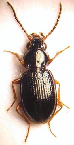 Bembidion gilvipes