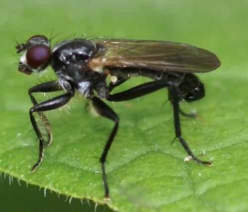 Cordilura ciliata