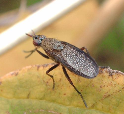 Coremacera marginata