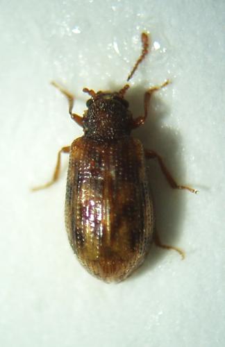 Réf. 39 086 : Derodontus macularis