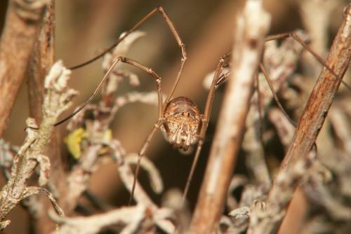 Phalangium opilio