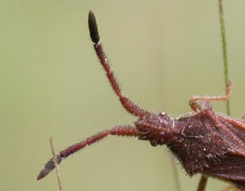 Réf. 39 464 : Coriomeris denticulatus