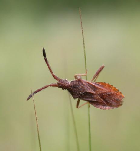Coriomeris denticulatus