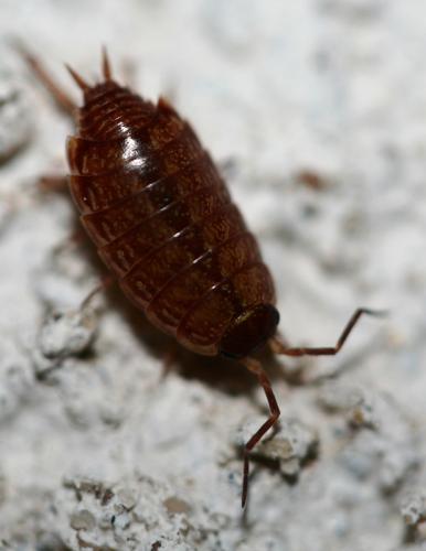 Philoscia muscorum