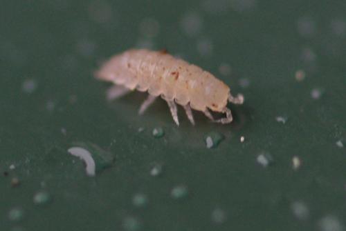 Haplophthalmus sp.
