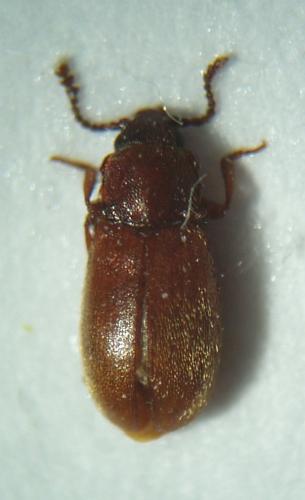Cryptophagus sp.