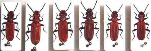 Réf. 39 456 : Cucujus haematodes