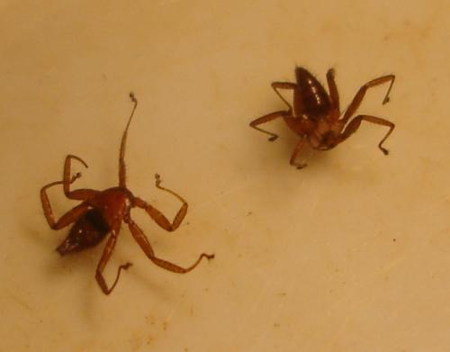 Cyclopodia greeffi