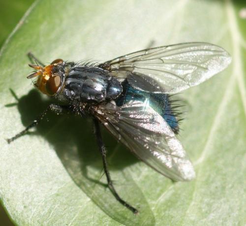 Réf. 39 362 : Cynomya mortuorum