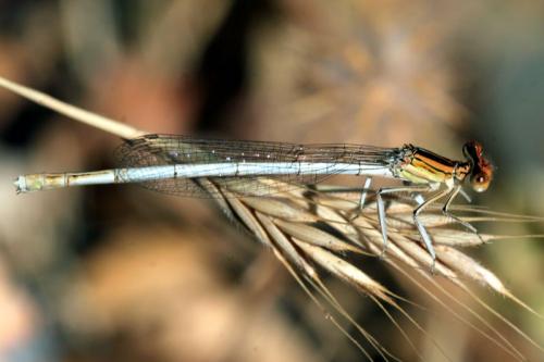 Platycnemis latipes