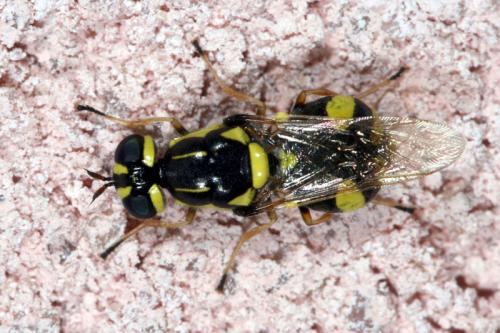 Réf. 39 586 : Oxycera rara