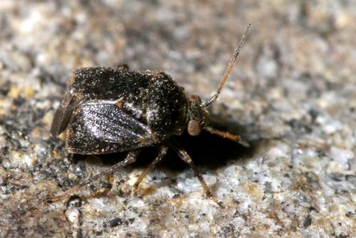 Charagochilus gyllenhalii