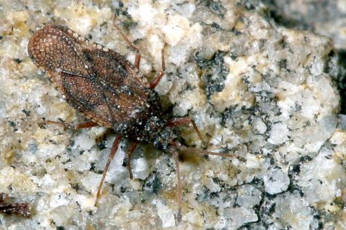 Réf. 39 511 : Physatocheila dumetorum