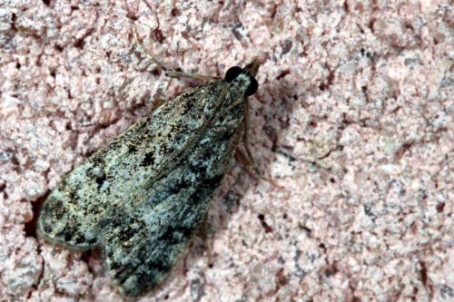 Réf. 39 324 : Eudonia lacustrata