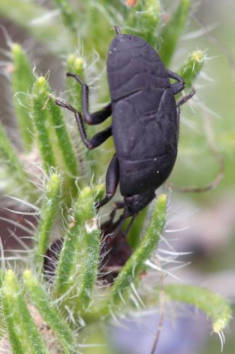 Aellopus atratus