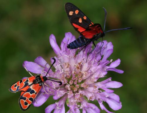 Zygaena divers