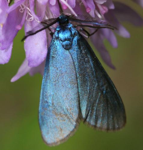 Jordanita sp.