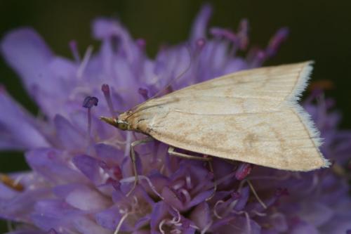 Udea lutealis
