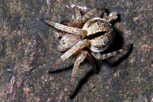 Réf. 39 044 : Agalenatea redii