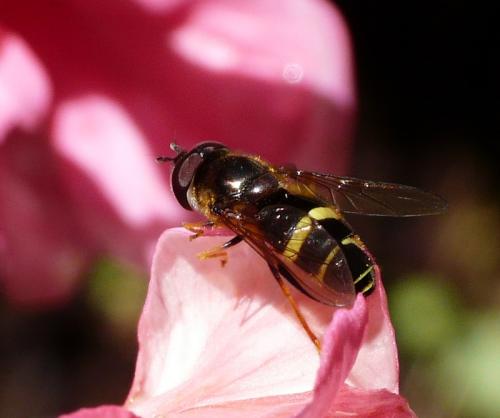 Réf. 39 333 : Dasysyrphus tricinctus