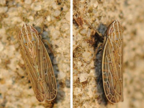 Arocephalus longiceps