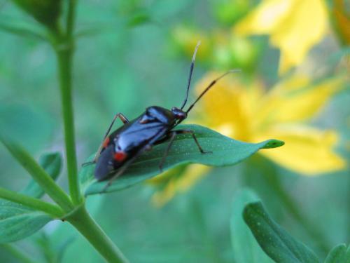 Réf. 39 240 : Deraeocoris ruber