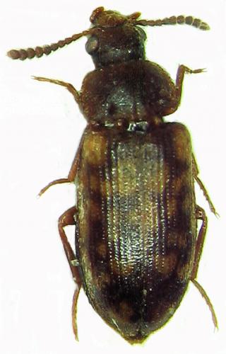 Mycetophagus multipunctatus