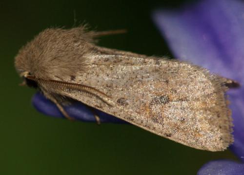 Réf. 39 671 : Orthosia cruda